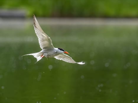 A Common Tern gracefully gliding through the air above the shimmering water, its wings outstretched as it searches for its next meal.