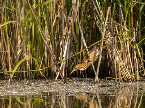 Little Bittern perched on a reed stem near the water, blending seamlessly with the surrounding greenery, showcasing its natural camouflage