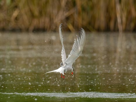 Common Tern in flight, gracefully capturing a fish in its beak.