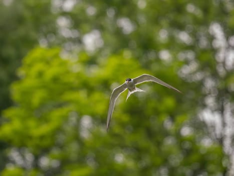 Common Tern soaring through the air amidst lush green foliage.