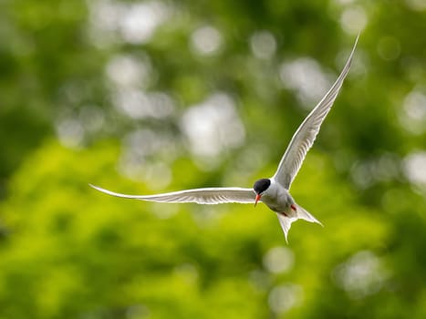 Common Tern soaring through the air amidst lush green foliage.