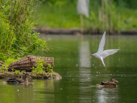 Common Tern in flight, gracefully capturing a fish in its beak.