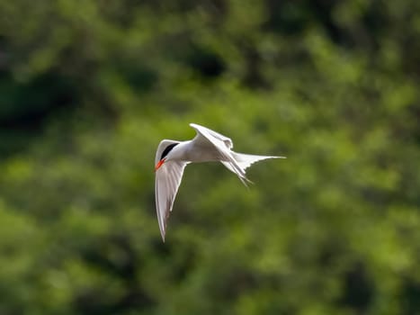 Common Tern soaring through the air amidst lush green foliage.