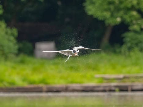 Common Tern in flight, gracefully capturing a fish in its beak.