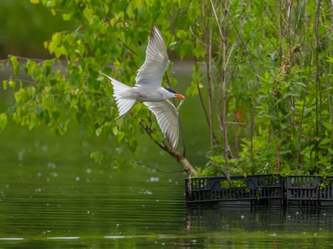 Common Tern in flight, gracefully capturing a fish in its beak.