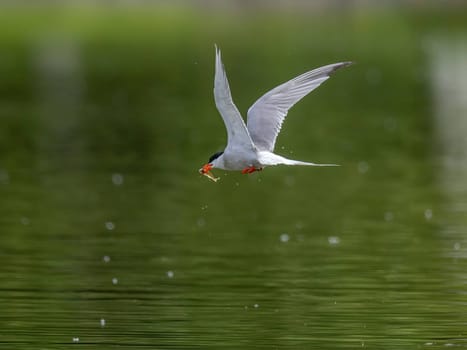 Common Tern in flight, gracefully capturing a fish in its beak.