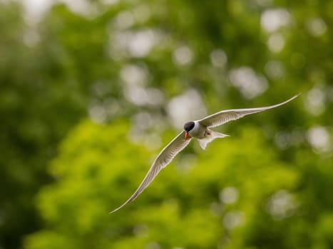 Common Tern soaring through the air amidst lush green foliage.