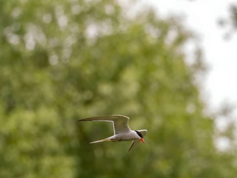 Common Tern soaring through the air amidst lush green foliage.