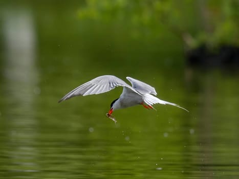 Common Tern in flight, gracefully capturing a fish in its beak.