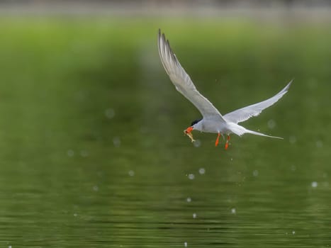 Common Tern in flight, gracefully capturing a fish in its beak.