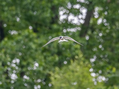 Common Tern soaring through the air amidst lush green foliage.