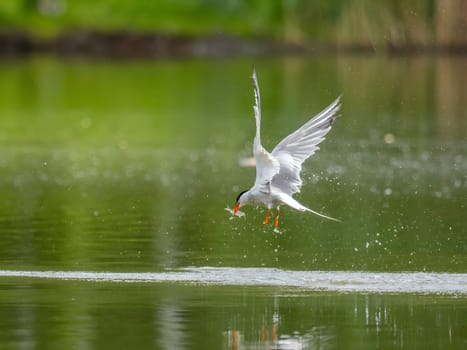 Common Tern in flight, gracefully capturing a fish in its beak.