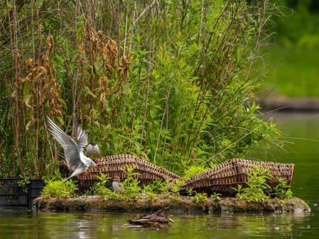 Common Tern at the breeding ground, tending to its young chicks.