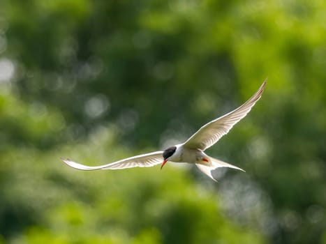 Common Tern soaring through the air amidst lush green foliage.