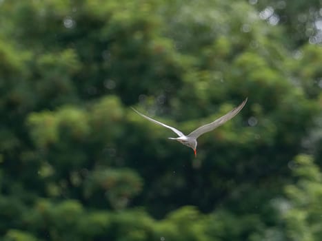 Common Tern soaring through the air amidst lush green foliage.