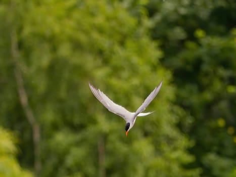 Common Tern soaring through the air amidst lush green foliage.