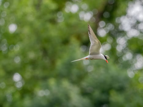 Common Tern soaring through the air amidst lush green foliage.