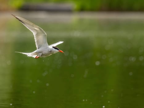 A Common Tern gracefully gliding through the air above the shimmering water, its wings outstretched as it searches for its next meal.