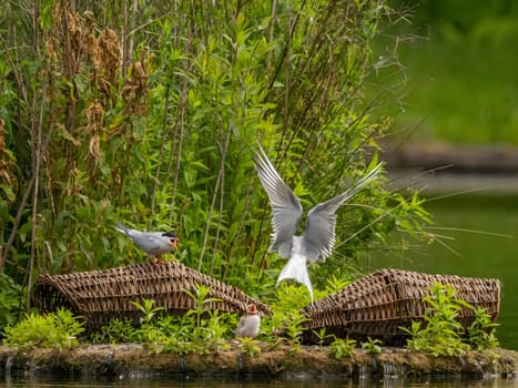 Common Tern at the breeding ground, tending to its young chicks.