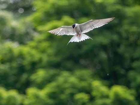 Common Tern soaring through the air amidst lush green foliage.