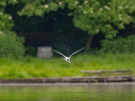 Common Tern soaring through the air amidst lush green foliage.