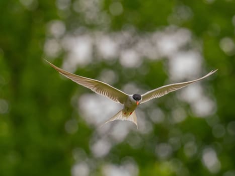 Common Tern soaring through the air amidst lush green foliage.