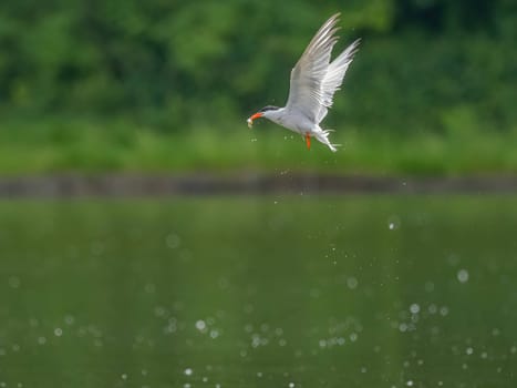 Common Tern in flight, gracefully capturing a fish in its beak.