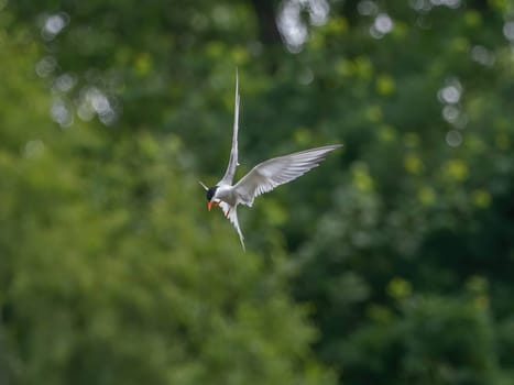 Common Tern soaring through the air amidst lush green foliage.