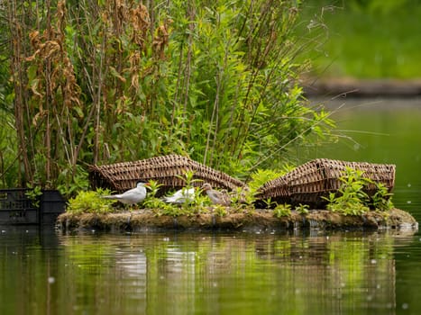 Common Tern at the breeding ground, tending to its young chicks.