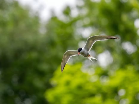 Common Tern soaring through the air amidst lush green foliage.