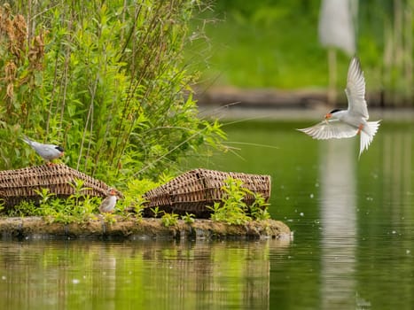 Common Tern in flight, gracefully capturing a fish in its beak.