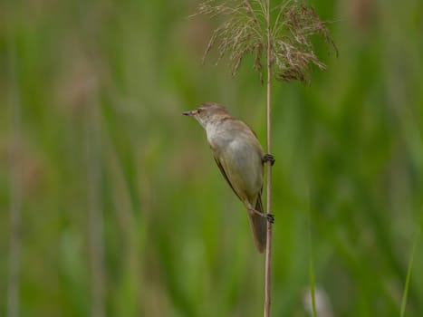 Great Reed Warbler perched on the reeds amidst lush green grasses.