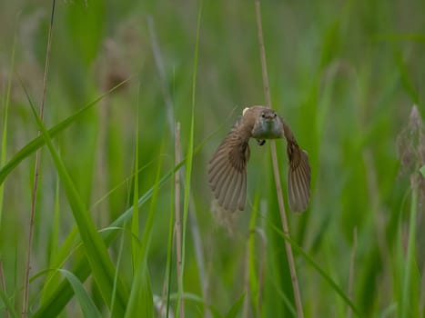 Great Reed Warbler taking flight with its wings gracefully folded.