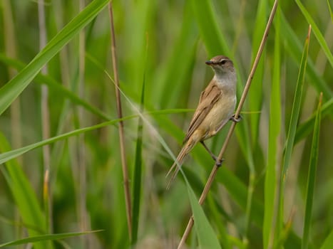 Great Reed Warbler perched on the reeds amidst lush green grasses.