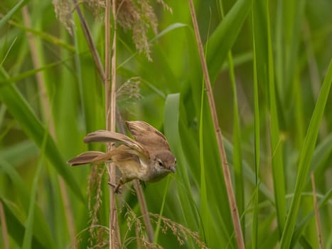 Great Reed Warbler taking flight with its wings gracefully folded.
