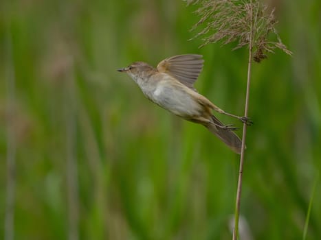 Great Reed Warbler taking flight with its wings gracefully folded.