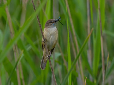 Great Reed Warbler holding a dragonfly in its beak, set against a lush green background.