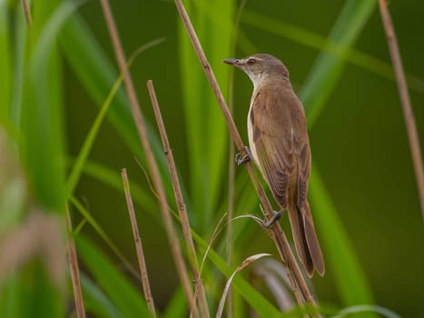 Great Reed Warbler perched on the reeds amidst lush green grasses.