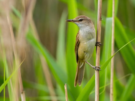 Great Reed Warbler perched on the reeds amidst lush green grasses.