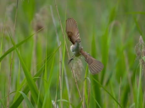 Great Reed Warbler taking flight with its wings gracefully folded.