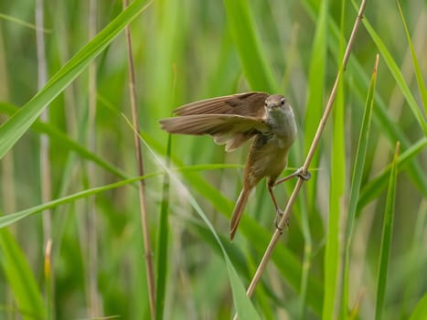 Great Reed Warbler taking flight with its wings gracefully folded.