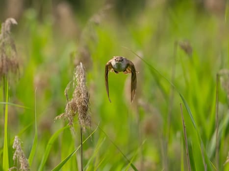 Great Reed Warbler taking flight with its wings gracefully folded.