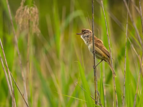 Great Reed Warbler perched on the reeds amidst lush green grasses.