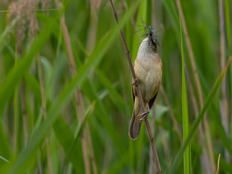 Great Reed Warbler holding a dragonfly in its beak, set against a lush green background.