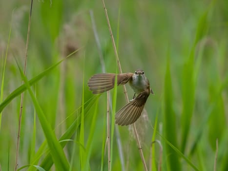 Great Reed Warbler taking flight with its wings gracefully folded.