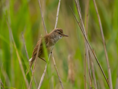 Great Reed Warbler perched on the reeds amidst lush green grasses.