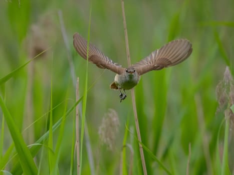 Great Reed Warbler taking flight with its wings gracefully folded.