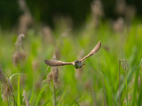 Great Reed Warbler taking flight with its wings gracefully folded.