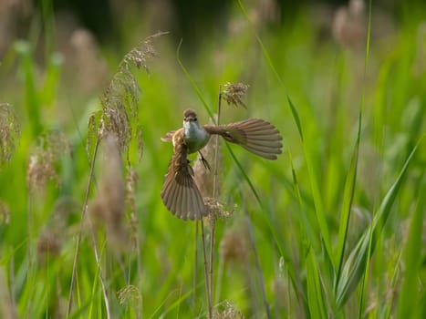 Great Reed Warbler taking flight with its wings gracefully folded.