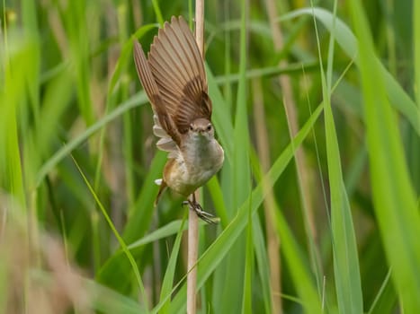 Great Reed Warbler taking flight with its wings gracefully folded.